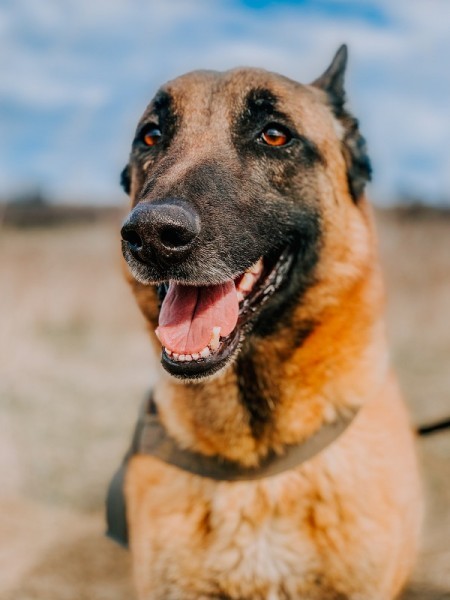 pastor malinois en modo retrato