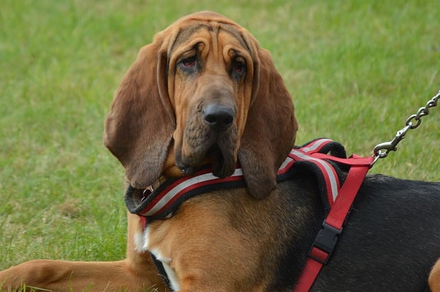 perro de san huberto
