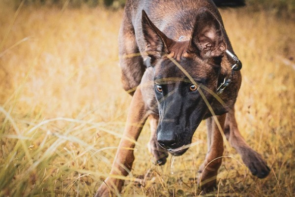 pastore malinois