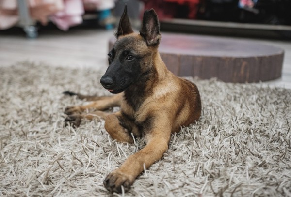 chiot de race berger malinois