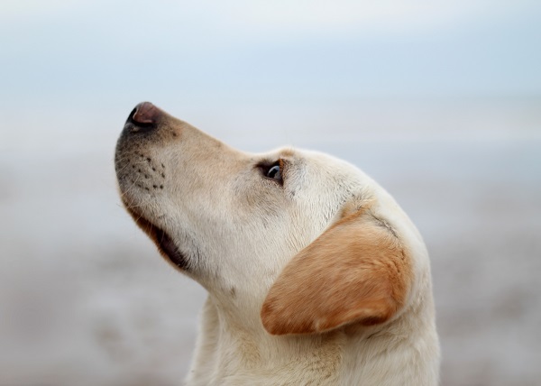 portrait d'un labrador retriever de couleur sable