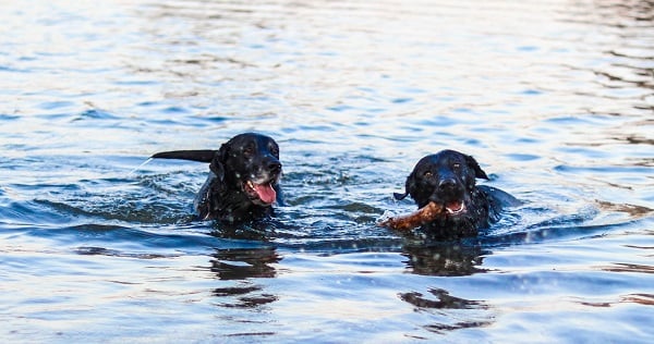 deux labradors retriever jouant dans l'eau