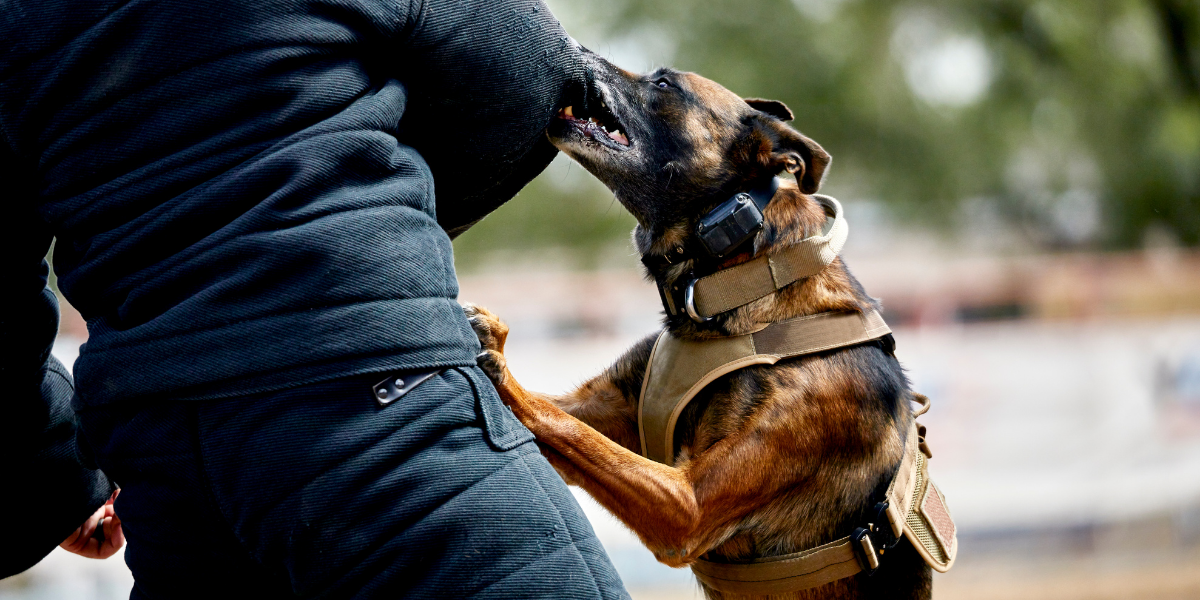chien intervention gendarmerie