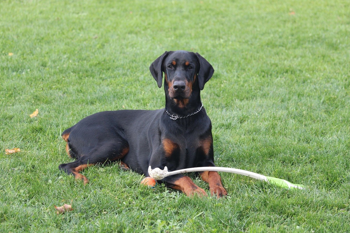 Dobermann pinscher