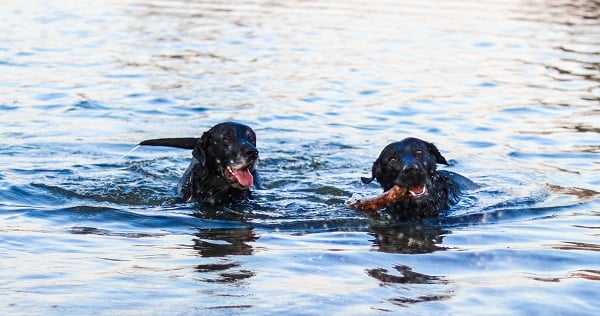 zwei Labrador Retriever spielend im Wasser