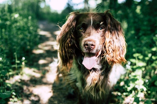Chien de race springer-spagnel anglais